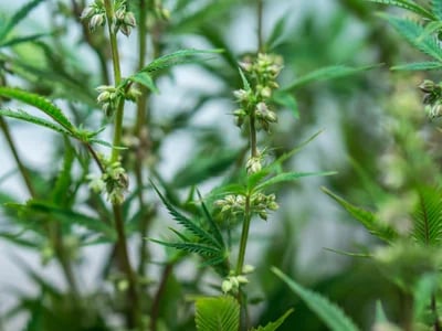 CBD Blüten auf Rechnung – Kaufe ohne Risiko und zahle bequem auf Rechnung