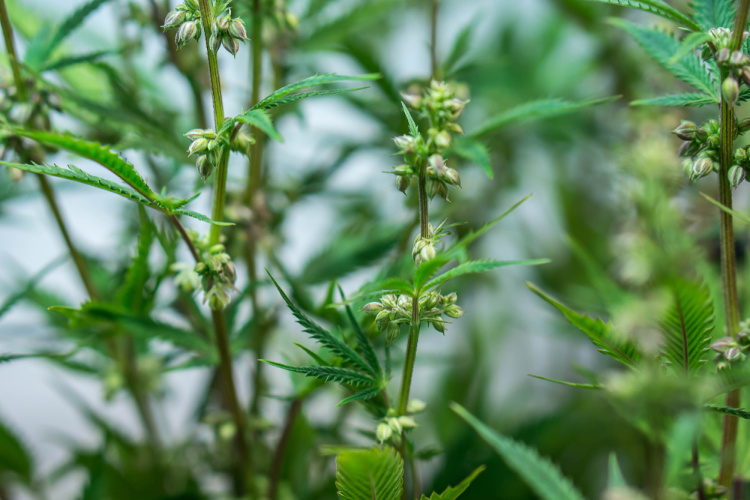 CBD Blüten auf Rechnung – Kaufe ohne Risiko und zahle bequem auf Rechnung