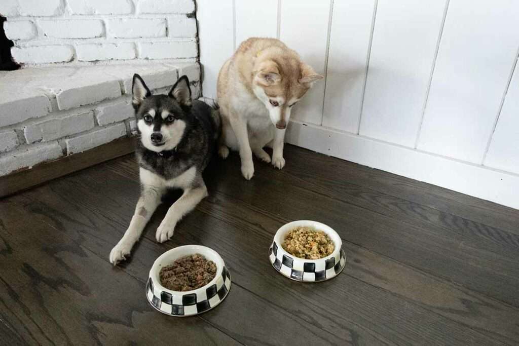 Breaking Down The Farmers Dog Price for Every Dog Size